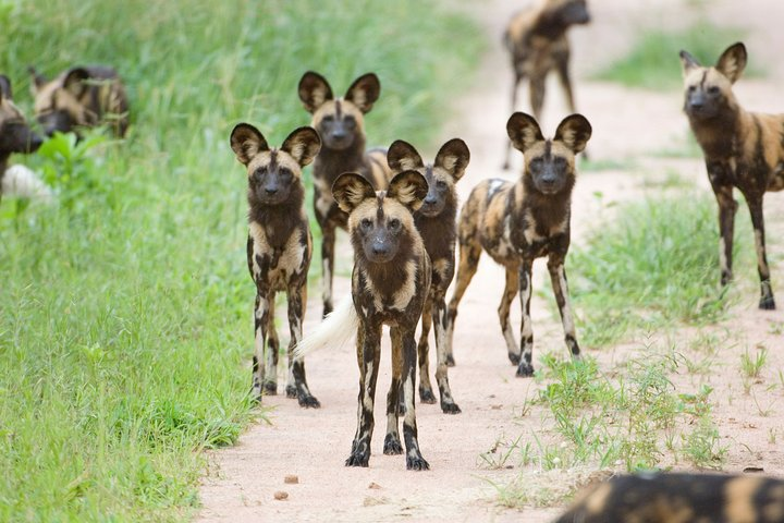 Unveil Tanzania’s Hidden Gems: Ruaha, Selous, & Mikumi Safari - Photo 1 of 9