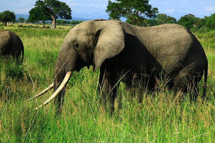 Ruaha Unforgettable  - Photo 1 of 5