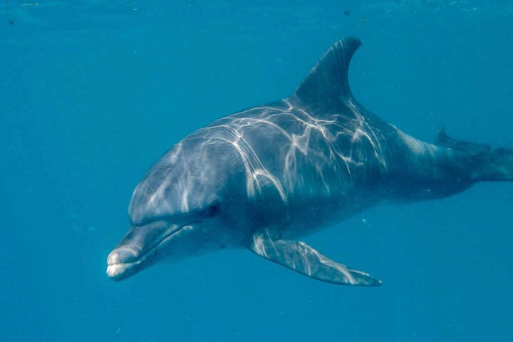 Swimming with DOLPHINS IN MNEMBA - Photo 1 of 20
