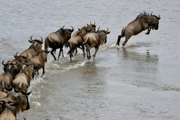 Safari from Arusha : 6 Days Luxury Great Migration Experience - Photo 1 of 25