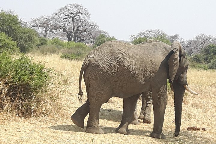 Elephants in Ruaha National Park
