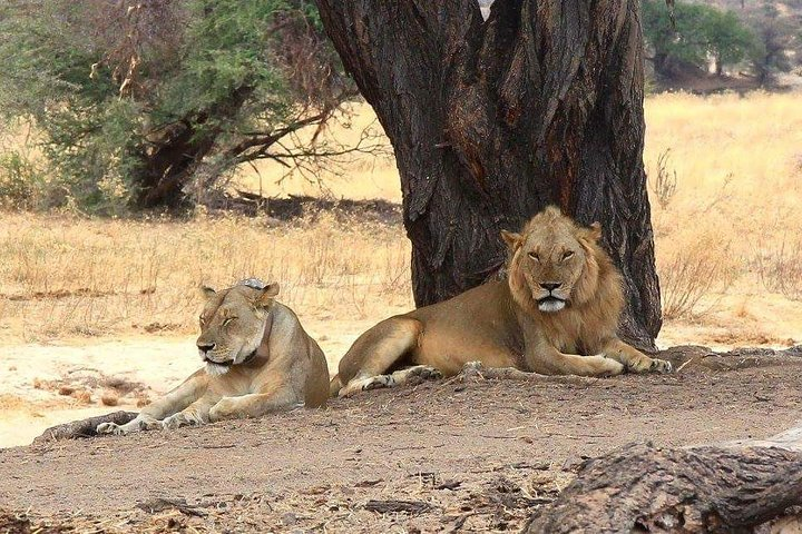 Lions enjoying shade in Ruaha