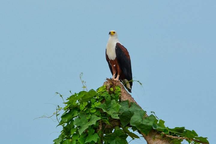 From Arusha: 11 Days famous Serengeti Inside out safari trip - Photo 1 of 10