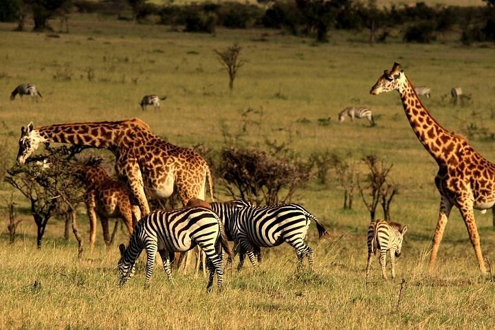 Serengeti National Park Camping Safari in Tanzania Multi Day Tour - Photo 1 of 4
