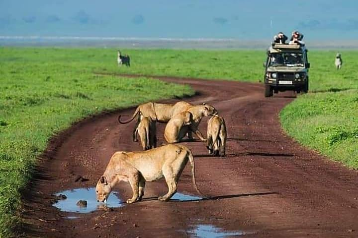 Lion drinking water in ngorongoro crater