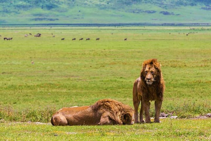 3-Days Private Midrange Safari: Serengeti National Park - Photo 1 of 18