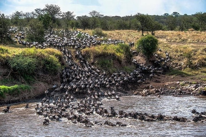 Serengeti Wildebeest Migration. - Photo 1 of 5