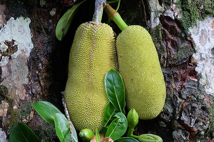 Spice Farm Tour -Half Day - Photo 1 of 3