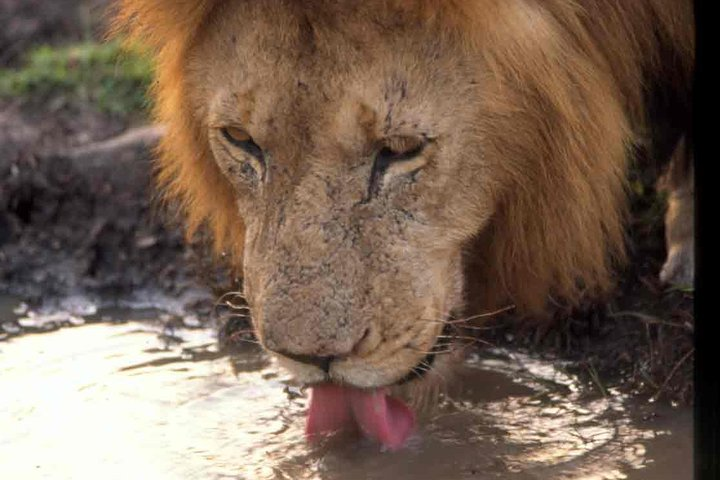 Tanzania 4 Days 3 Nights Budget camping safari to Serengeti and Ngorongoro  - Photo 1 of 9