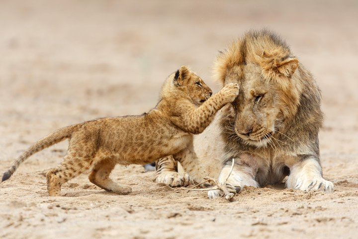 Lion and it's cub, playing - Arusha Trips