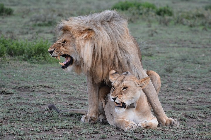 Tanzania Experience Safari and Tours - Photo 1 of 11
