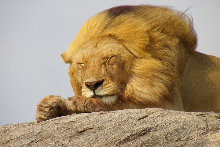 Serengeti national park
