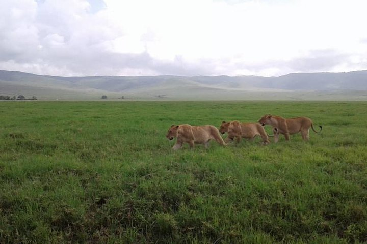Tanzania Safari - 7 Days Cultural Safari. - Photo 1 of 12