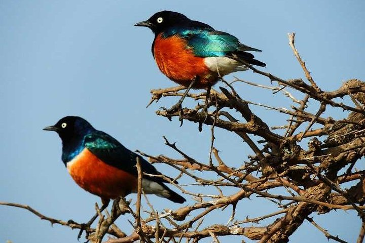 Tanzania Safaris | 1 Day Safaris - Arusha National Park. - Photo 1 of 6