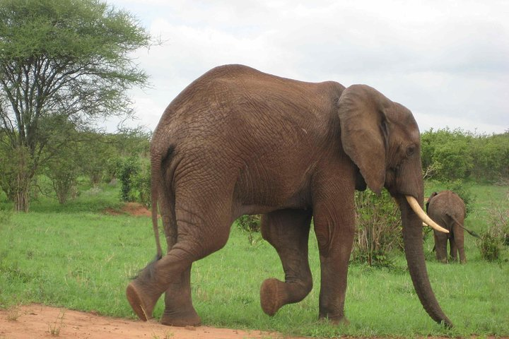Tanzania Wildlife Safari - Tarangire | Serengeti and Ngorongoro Crater  - Photo 1 of 7