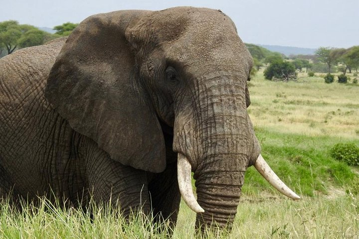 Big Elephant in Tarangire 
