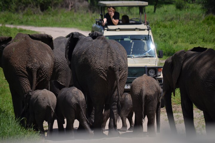herd of Elephant in Tarangire