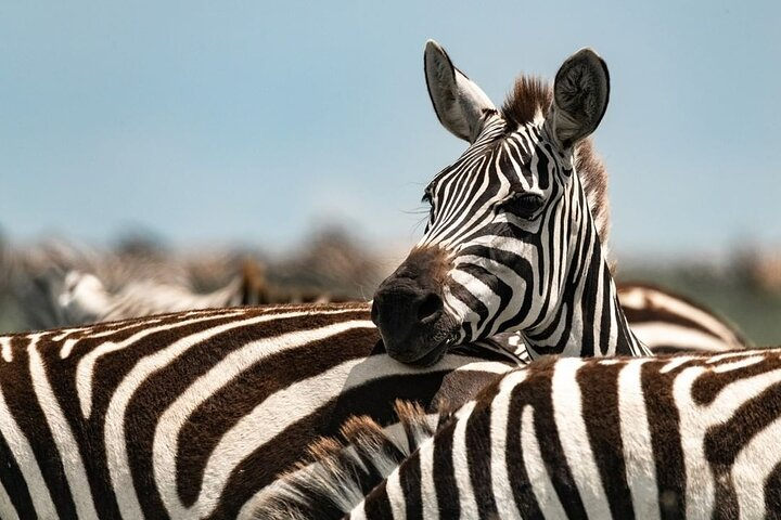 Tarangire National Park Day Tour - Photo 1 of 16