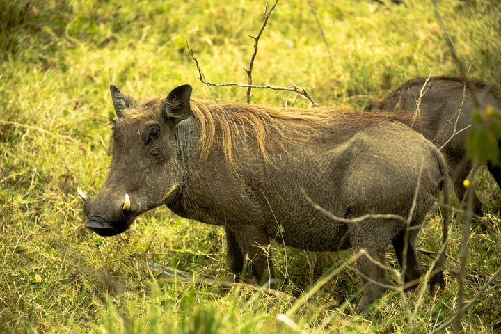 Tarangire National Park Day Trip - Photo 1 of 16