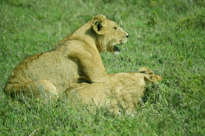Tarangire National Park Day Trip - Photo 1 of 9