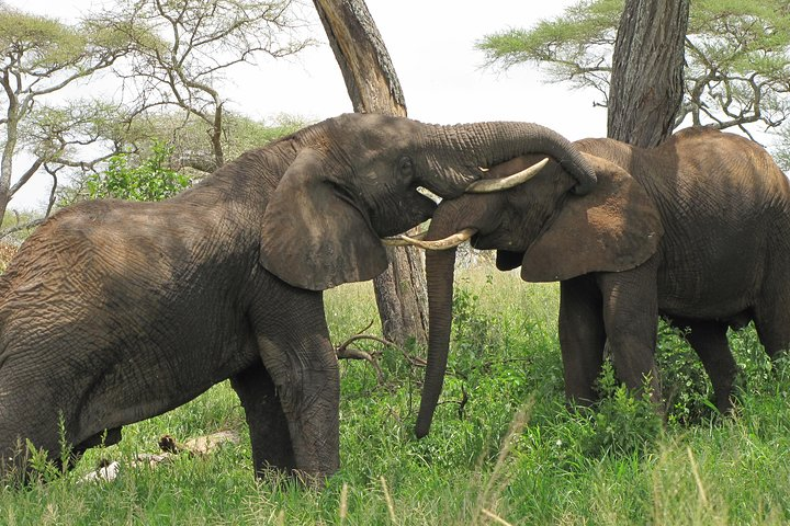 Tarangire National Park Day Trip  - Photo 1 of 6