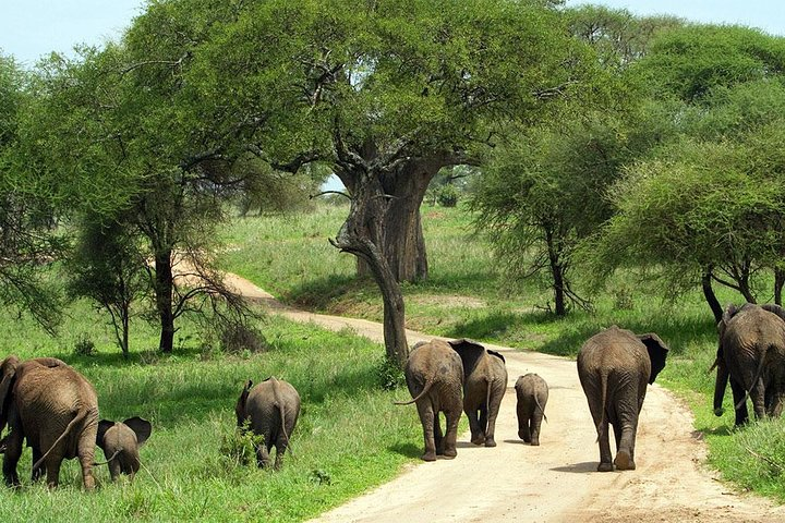 Tarangire National Park elephant view - Photo 1 of 5