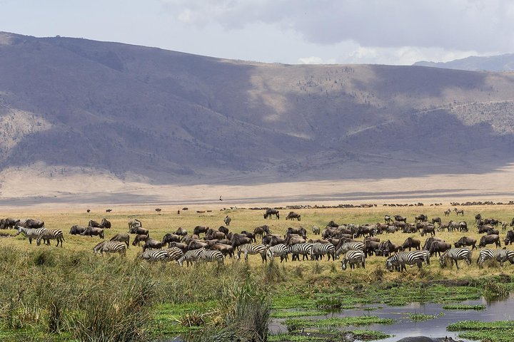 An afternoon view of the crater and its wildlife