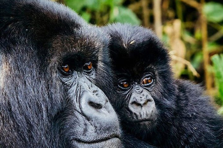 9-Day Tanzania Safari & Rwanda Gorilla Trekking - Photo 1 of 25