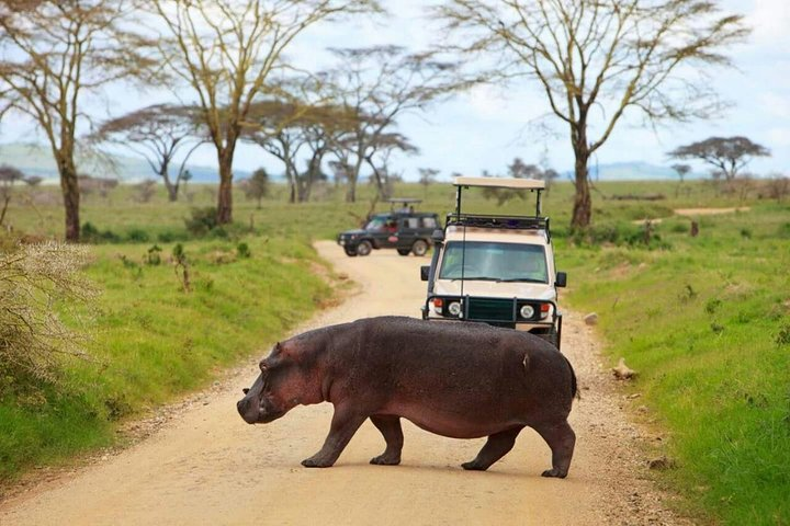 Hippo crossing Road in Mikumi National Park