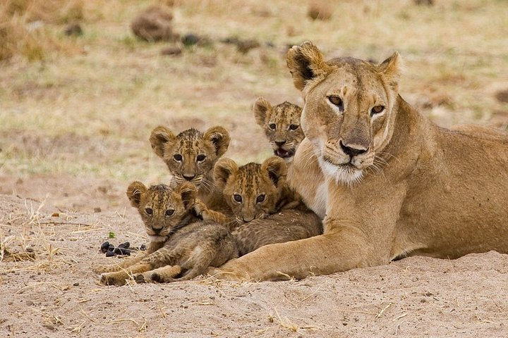 The Ultimate Safari in Tanzania - Photo 1 of 5