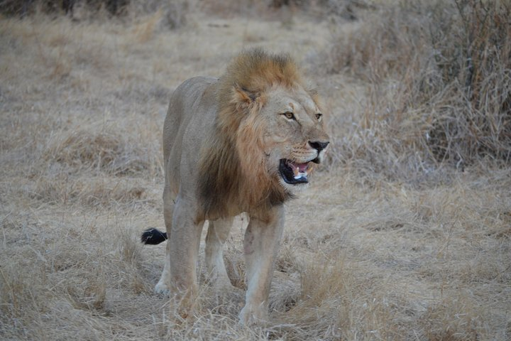 lion