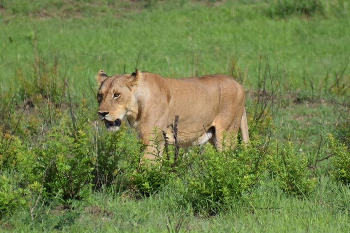Trip for backpackers - Ngorongoro, Tarangire, Mt. Oldeani - Photo 1 of 5