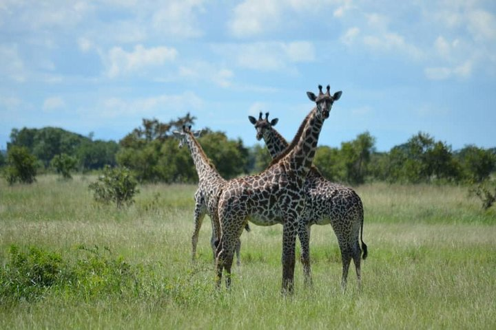 Giraffes in Mikumi National Park