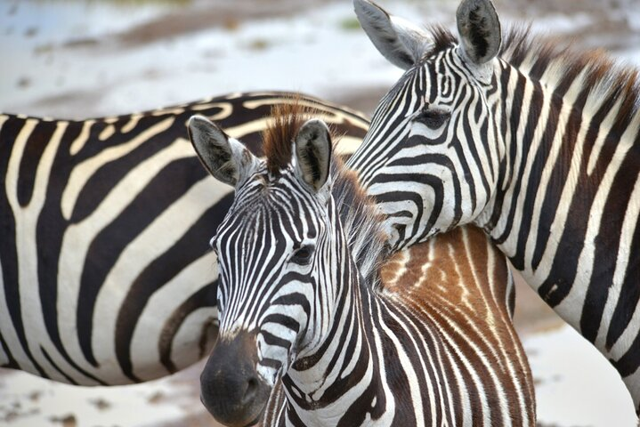 Ultimate Safari Adventure: Ngorongoro - Serengeti - Manyara - Photo 1 of 19