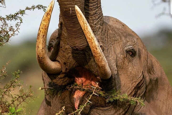 Unforgettable Safari Package with luxury experience - Photo 1 of 6