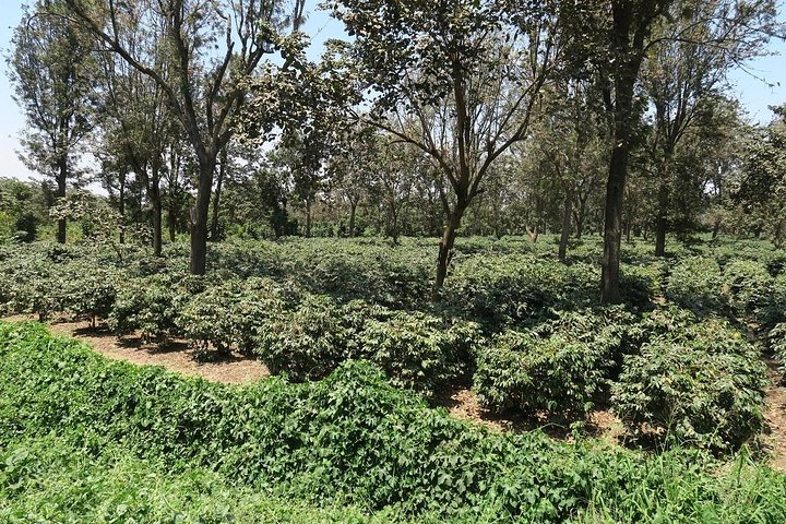 Visit Arusha Coffee Plantation Day Tour - Photo 1 of 8
