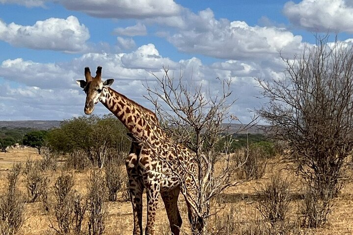 Wildlife encounter (Kilimanjaro, Tanzania) - Photo 1 of 25