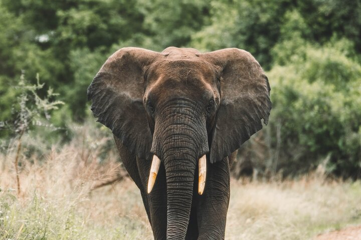 Wildlife Extravaganza: Manyara, Tarangire & Ngorongoro in 3 Days - Photo 1 of 6