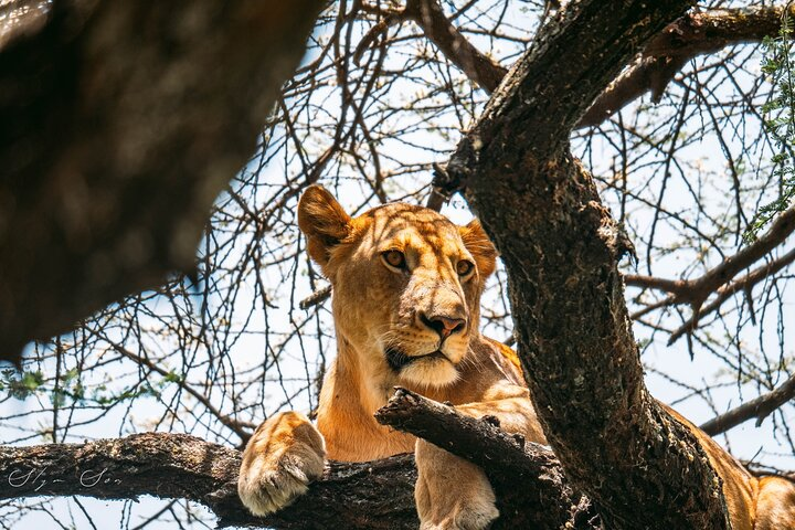 Wonders of Nature: 5-Day Tanzania Wildlife Safari Adventure - Photo 1 of 10