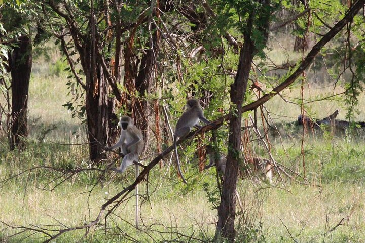 Zanzibar Beach and Nyerere Park Multiday Tours - Photo 1 of 6