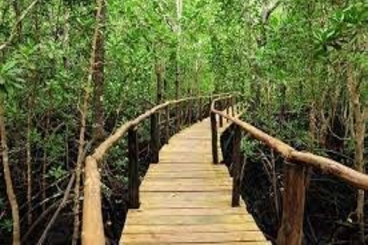 Zanzibar: Jozani Forest Guided Tour, Red Colobus and transfer - Photo 1 of 5