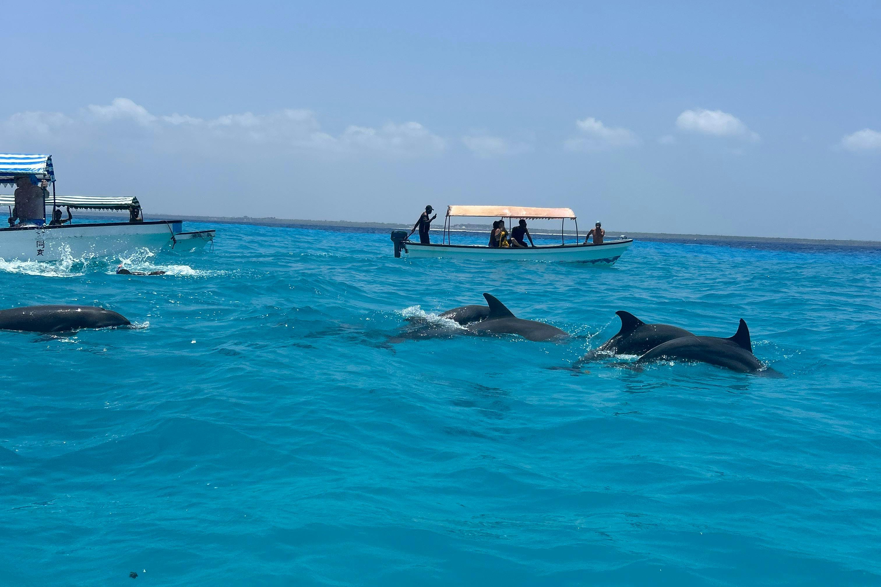 Zanzibar: Swimming with Dolphins Day Trip - Photo 1 of 4