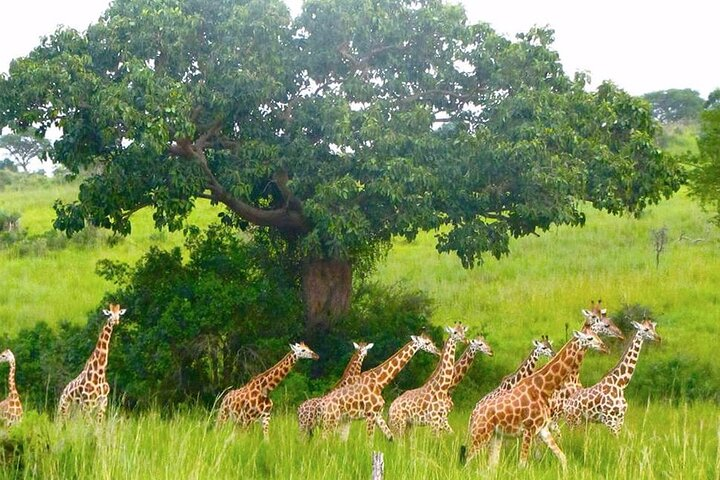  5 Days Murchison and Budongo chimp safari - Photo 1 of 7