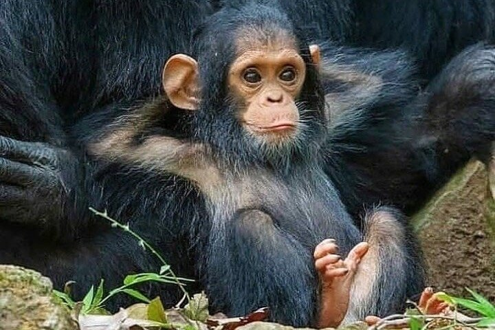 1 Day Ngamba Island chimpanzee tour - Photo 1 of 5