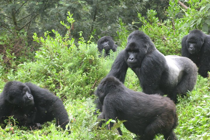 Gorilla family uganda