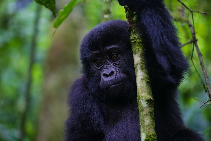 11-Day Uganda Rwanda Gorilla Tracking Tour from Entebbe - Photo 1 of 7