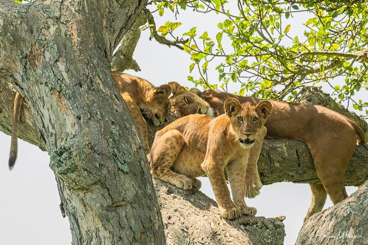 16-Day Photo Tour to Uganda and Tanzania - Photo 1 of 9