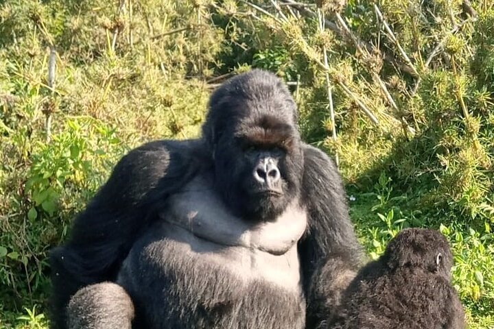 3 Day Mgahinga Mountain Gorilla Trek. - Photo 1 of 3