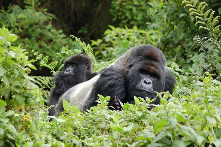 3 Days 2 Nights Gorilla Tracking Bwindi Impenertrable National Park - Photo 1 of 4