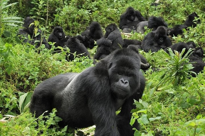3 Nights of Mountain Gorillas in the Misty Bwindi Uganda - Photo 1 of 2